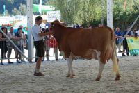 30.Fleckvieh na ringu - AGRARIA 2012