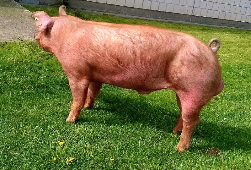 MIESZANIEC 131 Z GALOMINA