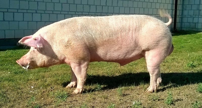 BODY BIAŁY PIETRAIN 3 KLECZY DOLNEJ