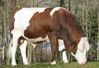 ISOPERLE