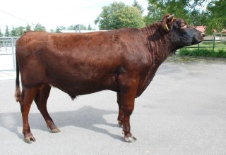 HARNAŚ