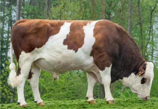 CADIOSO