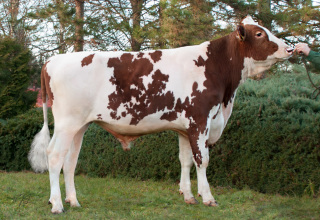 SK MADOCK RED