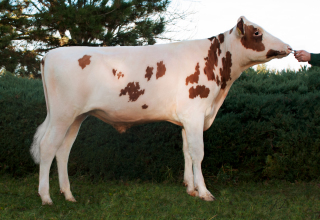 RANCH RED G