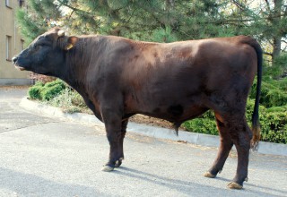 CEZARY