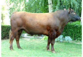 BRENT RED